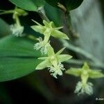 Dendrobium comatum फूल