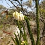 Erica mackayana Blodyn