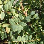 Hedysarum hedysaroides Hoja