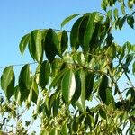 Zanthoxylum rhoifolium पत्ता