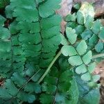 Adiantum pedatumList