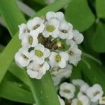 Lobularia maritimaFlower