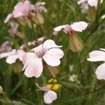 Vaccaria hispanica 花