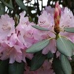 Rhododendron vernicosum Fiore