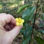 Gelsemium sempervirens Flor