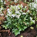 Cardamine trifolia Blad