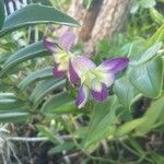 Dendrobium victoriae-reginae പുഷ്പം