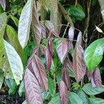 Archidendron jiringa Leaf