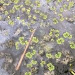 Azolla filiculoides برگ