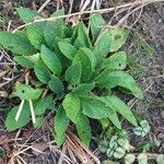 Symphytum caucasicum Folha
