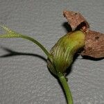 Tapirira guianensis Fruit