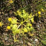 Sanicula arctopoides Flor