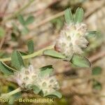 Trifolium saxatile Іншае