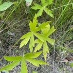 Anemonastrum canadenseBlad