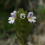 Euphrasia pectinata Çiçek