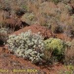 Artemisia gorgonum