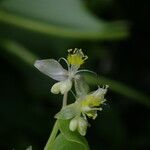 Streptolirion volubile Flower