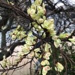 Ulmus glabra Плод