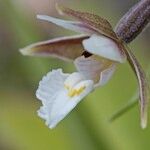 Epipactis palustris Flor