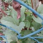 Ipomoea sagittata Fuelha