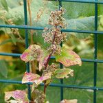 Chenopodiastrum hybridum 花
