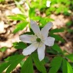 Anemone nemorosaFleur