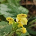 Lamium galeobdolonFlower