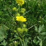 Ranunculus polyanthemos Flors