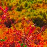 Drosera intermedia Çiçek