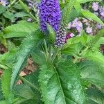 Veronica longifolia Leaf