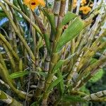 Dendrobium fimbriatum Bark