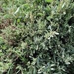 Atriplex portulacoides List