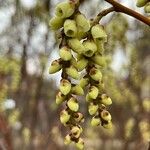 Stachyurus chinensis Flor