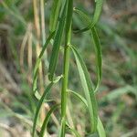 Iberis linifolia Likasa