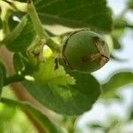 Cordia dichotoma ᱡᱚ