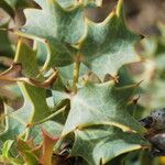 Berberis higginsiae Leaf