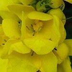 Verbascum densiflorum ᱵᱟᱦᱟ