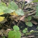 Fragaria virginiana Blad