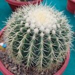 Ferocactus cylindraceus Blad