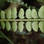 Asplenium barteri Hoja