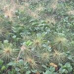 Spinifex littoreus Leaf