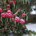 Rhododendron lanigerum Hábito