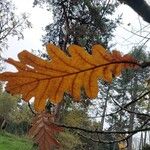 Quercus frainetto Leaf