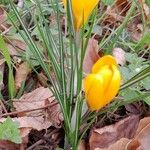 Crocus chrysanthus Συνήθη χαρακτηριστικά