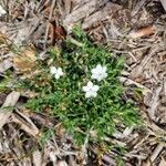 Dianthus gyspergerae Flor