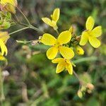 Brassica fruticulosa Flor