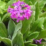 Primula nivalis Flower