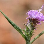 Liatris squarrosa Kukka