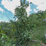Sorbus mougeotii Hábito