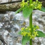 Cruciata glabra Flor